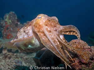 Friendly cuttlefish on the excellent housereef of Seavent... by Christian Nielsen 
